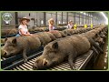 How Millions Of Wild Boars Are Trapped Processed Massive Wild Boar Farming For Meat