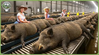 Download lagu How Millions of Wild Boars Are Trapped & Processed – Massive Wild Boar Farming For Meat mp3