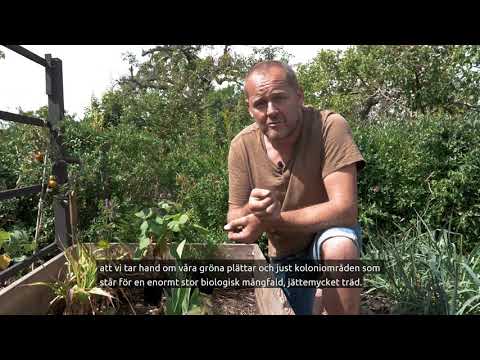 Plantera ett träd så har du inte levt förgäves!