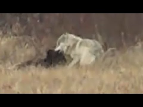 Horor na Vlašiću,Vuk ubio ovcu pase nakon par minuta vratio po nju.Čobani prestravljeni.