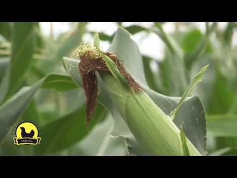 MOJE SELO: LK hibridi kukuruza odoleli suši, PLUS: zarada od lekovitog bilja i muznih krava