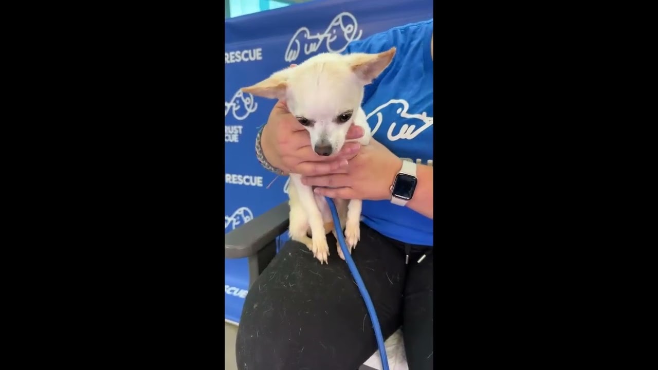 Enlarge PORT, a Adoptable mixed breed in Berlin, NJ video 2/6