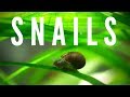 Are Snails Bad For Aquarium Plants