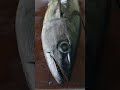 The BIGGEST Fish Of My Life Dogtooth Tuna