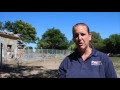 Detroit Zoo Giraffe Calf Born