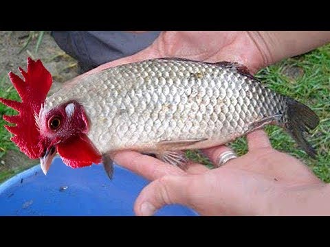 10 Unusual Creatures You Won't Believe Exist