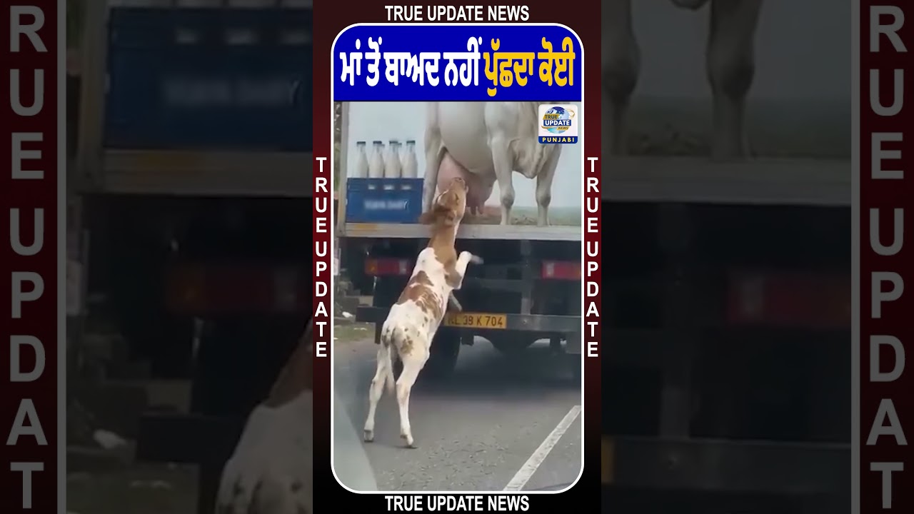 ਮਾਂ ਤੋਂ ਵਿਛੜਨ ਤੋਂ ਬਾਅਦ ਦਾ ਦੁੱਖ 