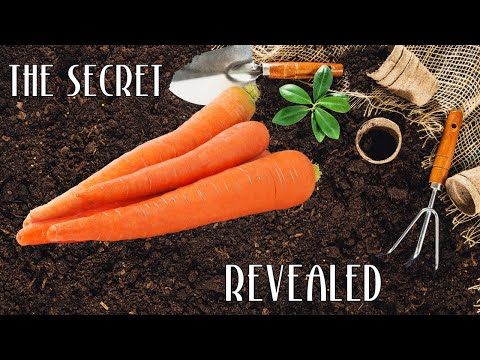 How to Make Carrots Super Delicious With Sous Vide