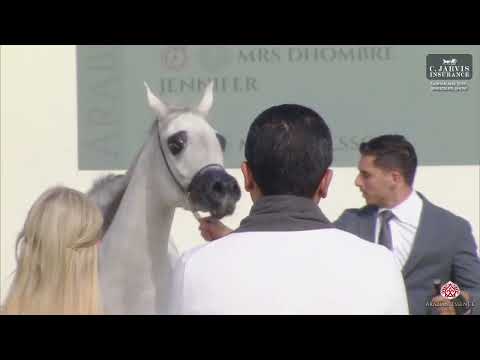 N 156 EL LA LINDA STC    Sabhan AHS 2025   Breeders Show   Junior Fillies B Class 3B