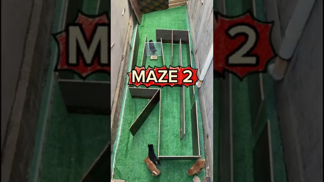 Black Dog Outsmarts Everyone in Maze Race 🐶🔥 #DogChallenge #SmartDog #AnimalLovers