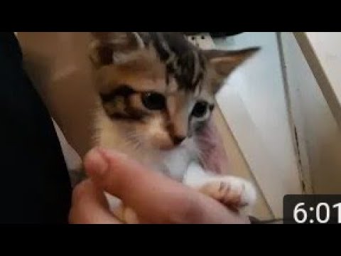 Deidre and Ryan's cat. Remember how small buster was?