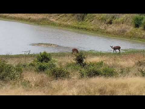 Djuma: Nyala and Impala - 11:49 - 03/14/2022