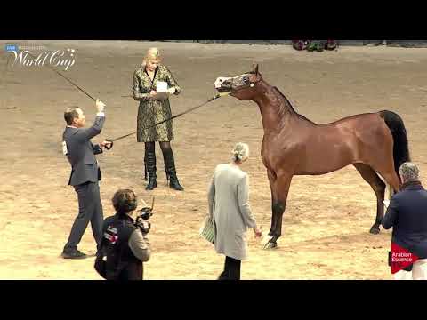 N.173 PCF CRYSTAL VISION - LAS VEGAS 2019 - Arabian World Cup Senior Breeding Mares (Class 118).mp4