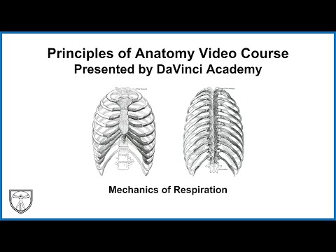 Mechanics of Respiration [Thorax Anatomy 3 of 16]