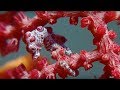Sea Animal Camouflage | Wild Indonesia | BBC Earth