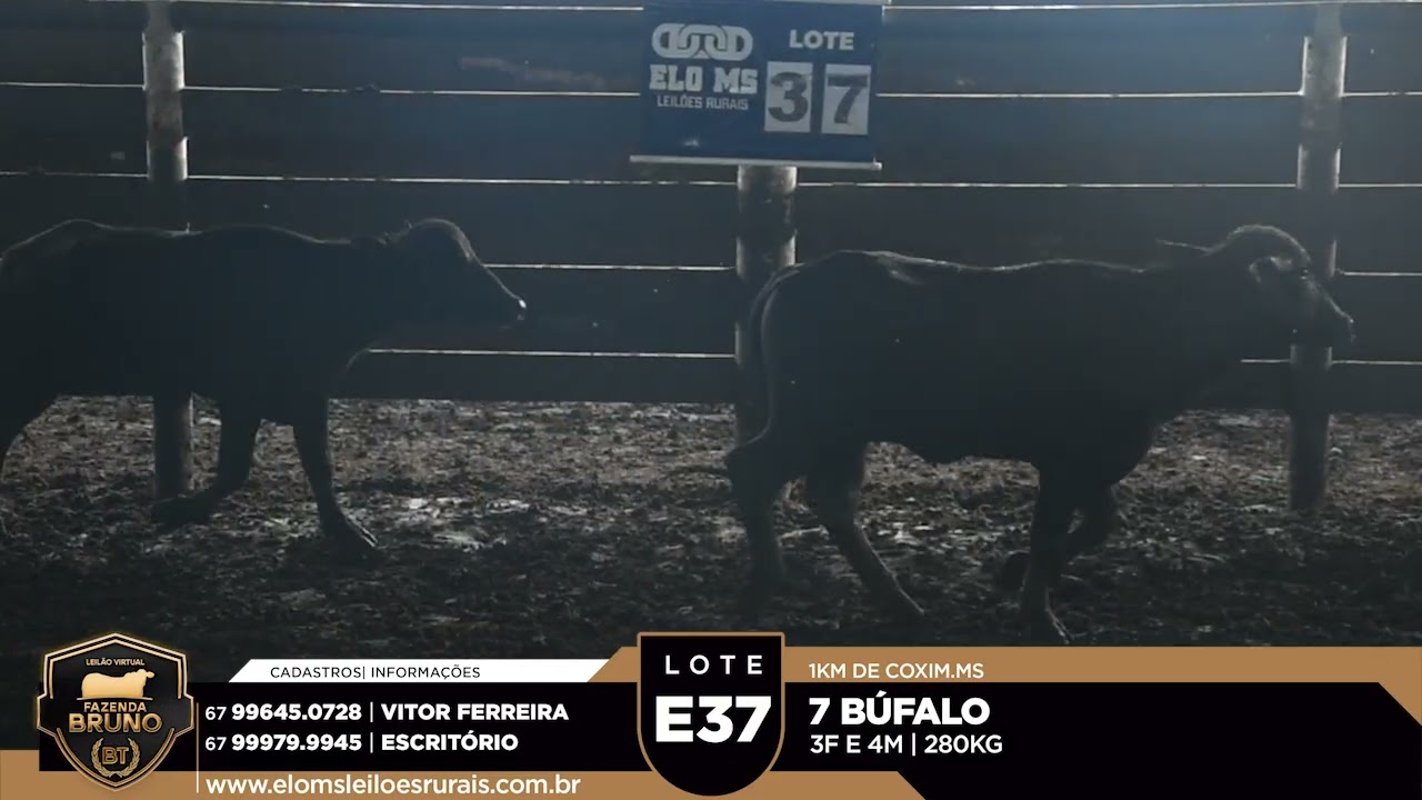 LOTE E37