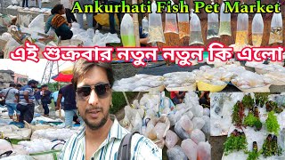 শুক্রবারের রঙিন মাছের হাট | Ankurhati Pet Market |  Howrah Pet Haat | Ankurhati Fish Market Howrah