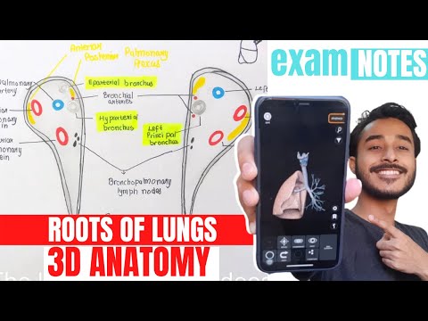 Structure in root of lungs | Root of lungs anatomy