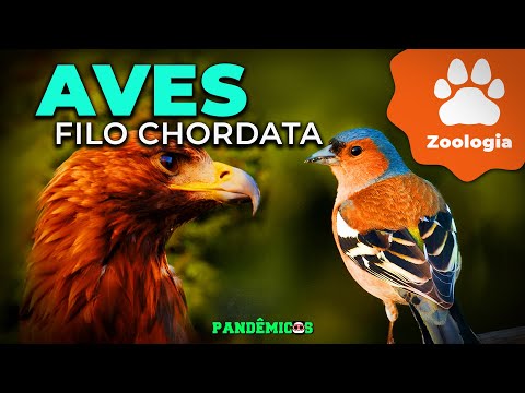 Phylum Chordata: Birds