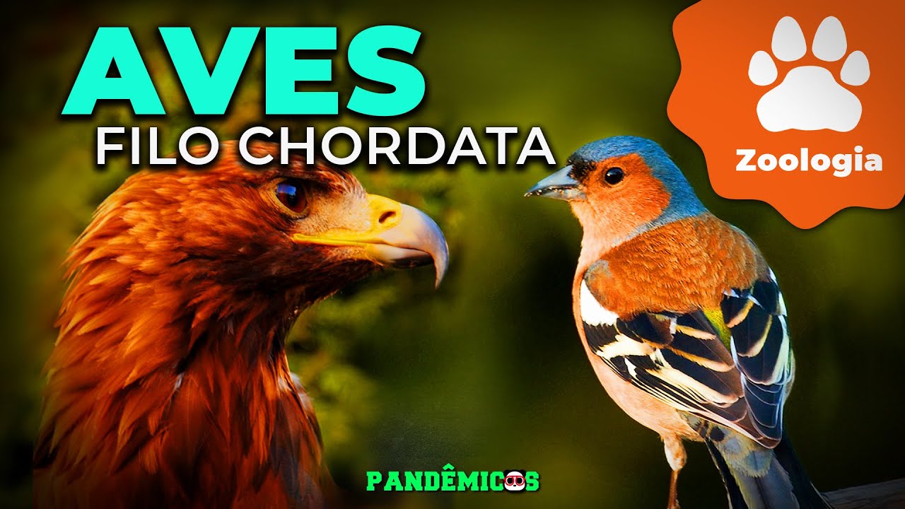 Filo Chordata: Aves