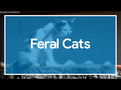 What’s the Best Way to Handle Feral Cats?
