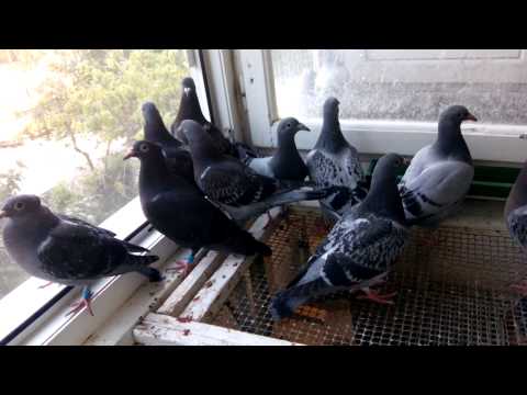 Janssen Van Loon Rudi Diels Jos van der Weken