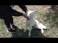 Pinky The Pet Of The Week