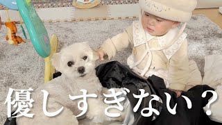 赤ちゃんに好き勝手されても許しちゃうシスコン兄犬が可愛すぎた…笑【マルプー×生後8ヶ月】