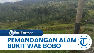 Bukit Wae Bobo, Manggarai Timur Suguhkan Pemandangan Alam Menggoda