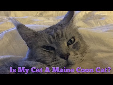 How to Tell if Your Cat is a Maine Coon Cat