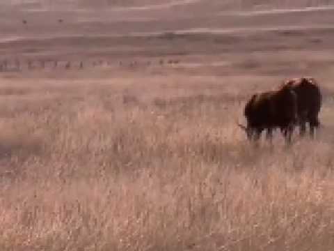 ABP Environmental Stewardship 2008