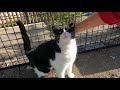 Cute Tuxedo Cat Is Meowing And Purring Loudly For Affection
