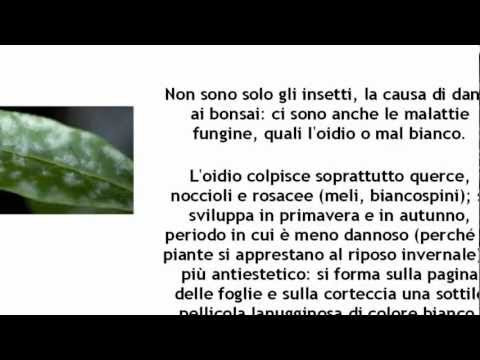 Valore di un batterio di un parassita Parassiti di ratti decorativi e trattamento