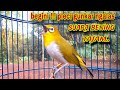 Burung Pleci Gacor Suara Ngalas Nembak Pancingan Pleci Buxtoni Gunkar