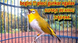 Download lagu Burung Pleci Gacor Suara Ngalas Nembak _Pancingan Pleci Buxtoni Gunkar mp3