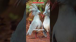 Download lagu Burung Kagu si burung yang tidak bisa terbang dari pulau kaledonia #kicaumania #burungkicau #birds mp3 Download lagu Burung Kagu si burung yang tidak bisa terbang dari pulau kaledonia #kicaumania #burungkicau #birds mp3