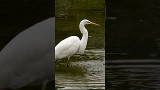 Download lagu Egret, Bok Pakhi is busy for Fishing #Shorts mp3