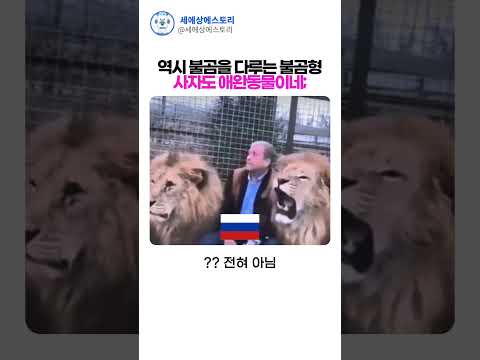 사자를 신발로 교육해버리는 불곰국 형님 ㄷㄷ - by 스포츠중계 올킬티비