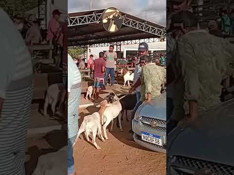 Feira de animais em Monteiro PB 12/09/2026 #pecuarista