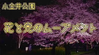 小金井公園 桜ライトアップイベント　花と光のムーブメント 4K