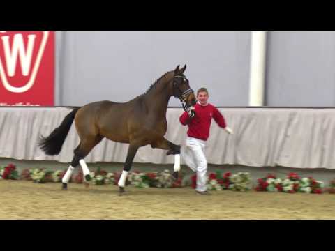 44  Vivianus Hengst v. Vitalis - San Amour I