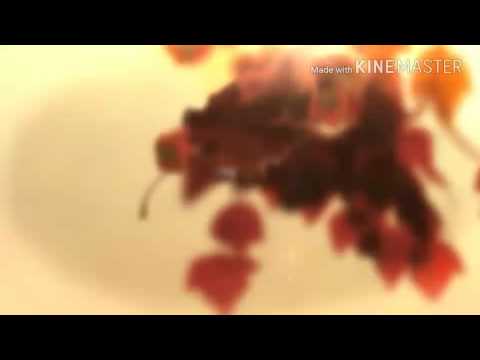 PASTARELLE SALENTINE...della nonna