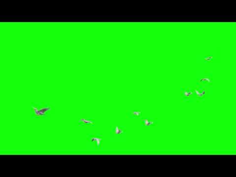 Birds flying green screen | Green screen video | Doves | Bird Flying