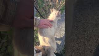 野良猫との戯れ107 #野良猫