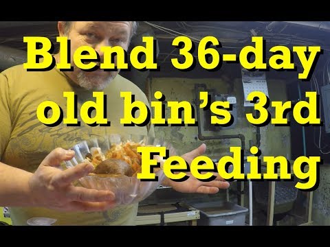 Blend feeding #3 for 36-day old red wiggler worm bin - vermicomposting
