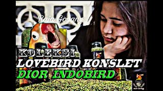 Download lagu KOLEKSI LOVEBIRD KONSLET KEREN DIOR INDOBIRD... mp3