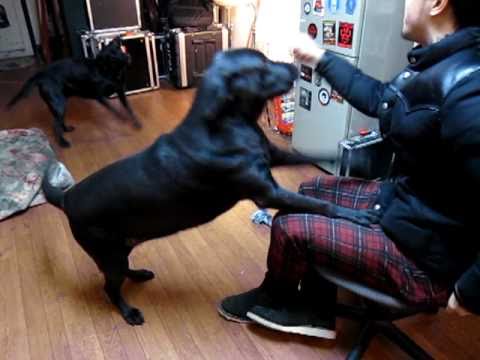 ペルとタマとKO-JI ZERO THREE　vol,6