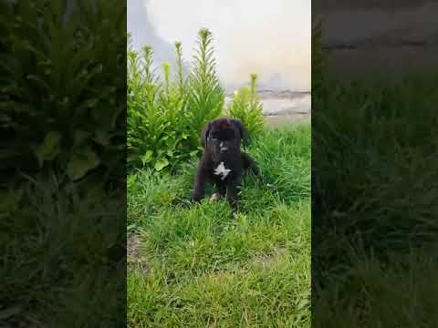 Neapolitan Mastiff puppy for sale