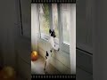 Bulldog Videos Shorts