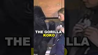 Download lagu Gorilla Koko Knew Sign Language and Had Pet Kittens 🦍🐱 #koko #animals #facts mp3